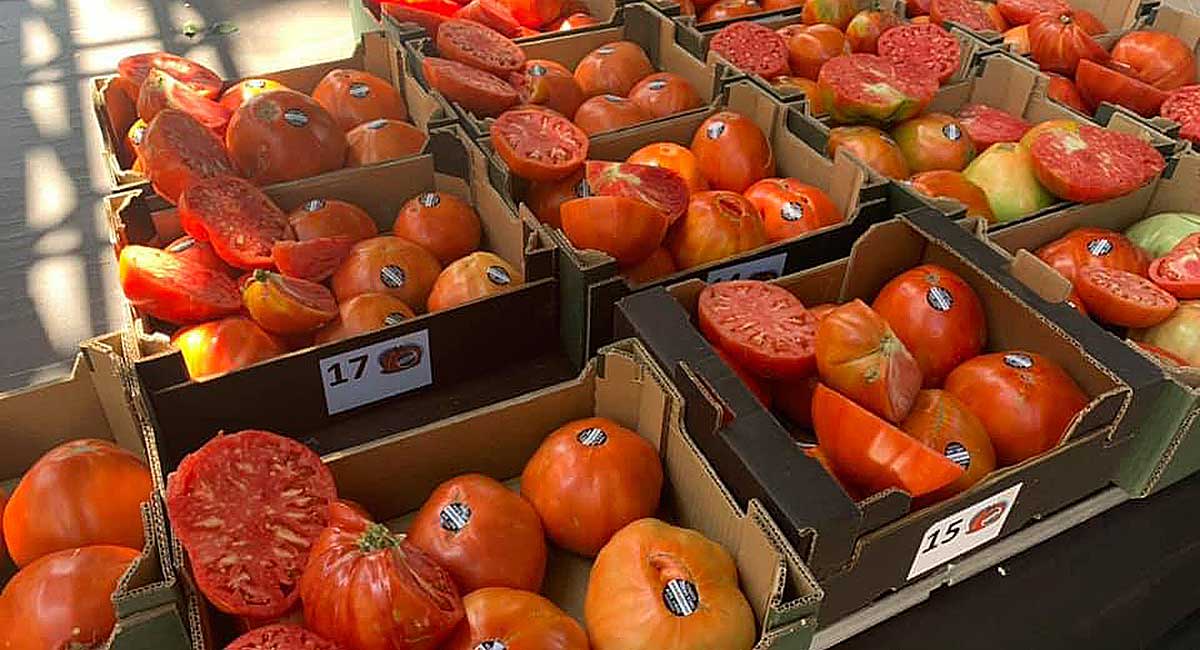 Pronto sabremos cu�l ser� el mejor Tomate Huevo Toro 2020