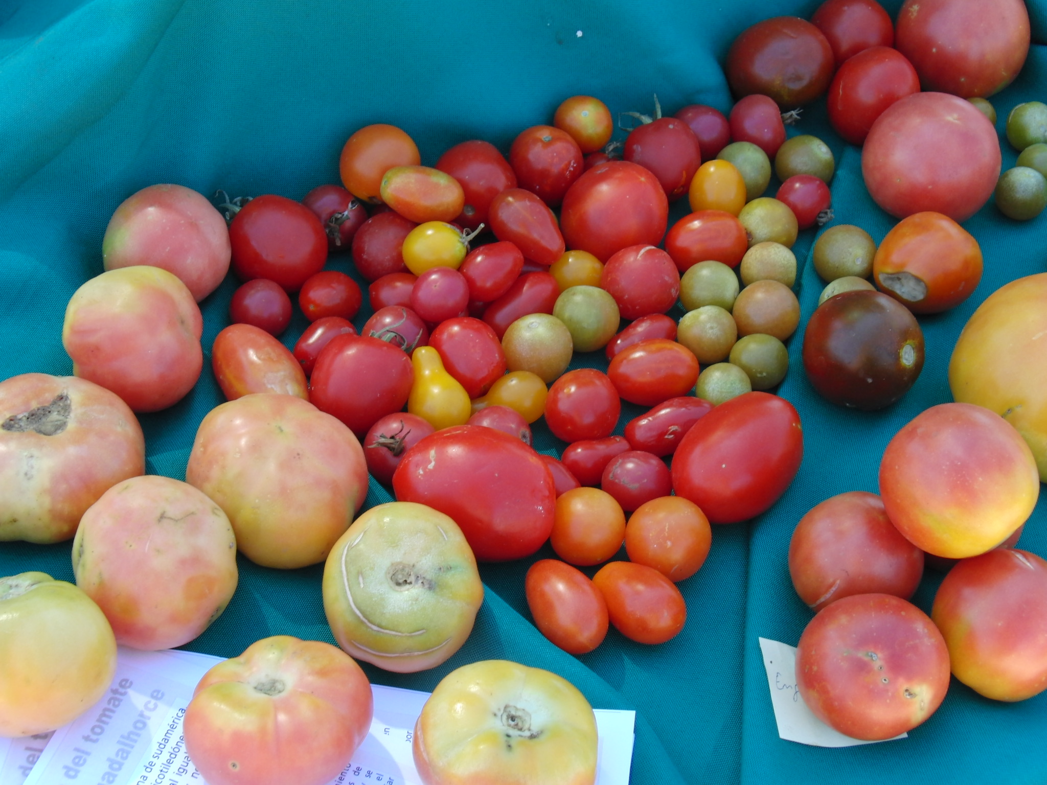 El tomate finaliza en Alhaur�n el Grande su ruta por los mercados Guadalhorce Ecol�gico