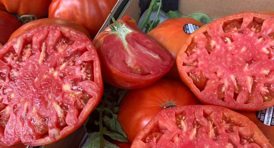 Gran expectaci�n ante Cata Concurso Tomate Huevo Toro 2020