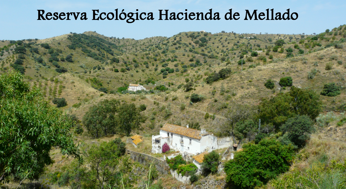 Worten plantar� 900 �rboles en Espa�a y Portugal gracias a la colaboraci�n de sus clientes 