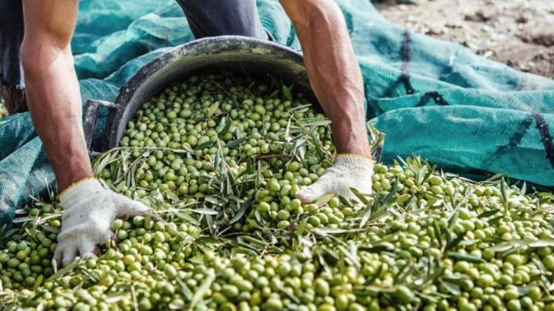 El BOE publica la rebaja del IRPF para agricultores y ganaderos afectados por da�os clim�ticos en 2019
