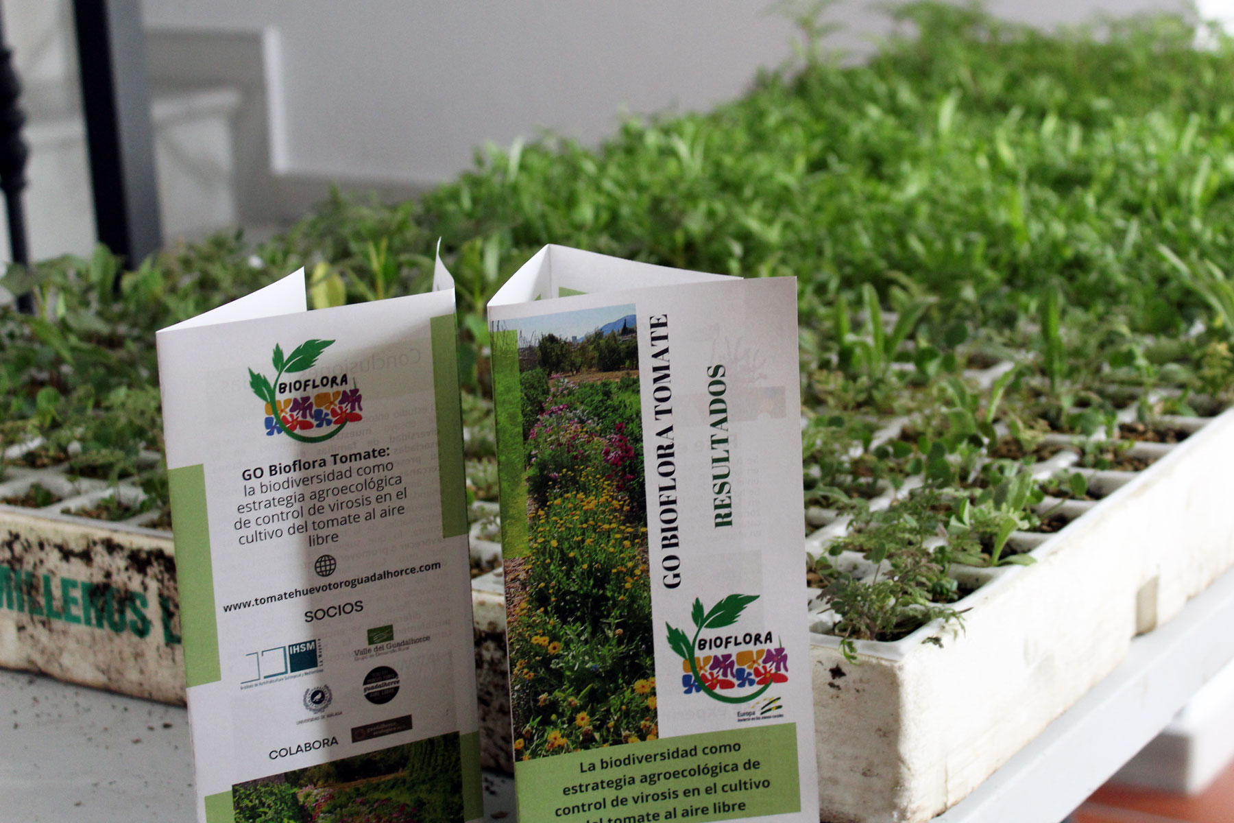 Jornada Final del GO Bioflora, un innovador grupo operativo en torno al tomate Huevo Toro