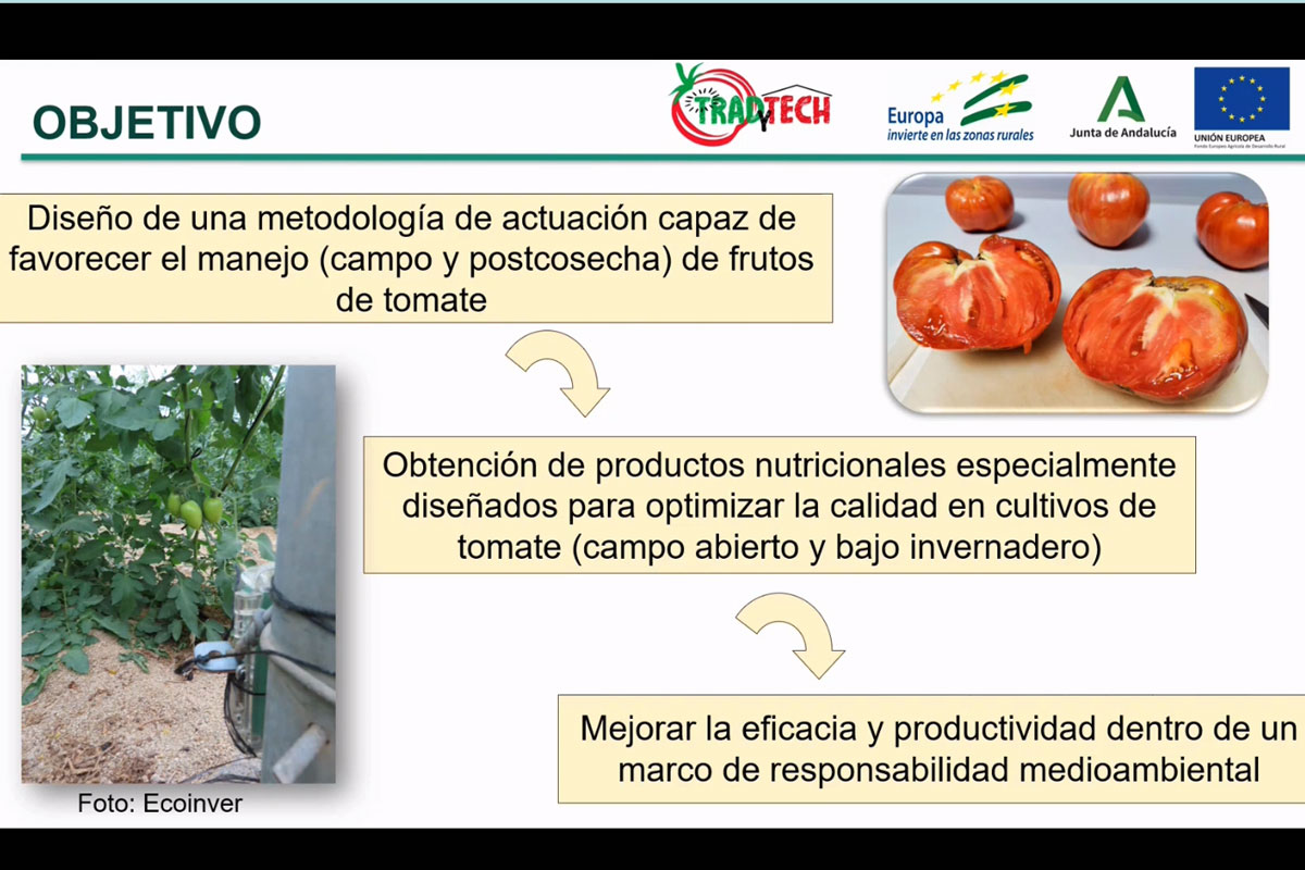 Primeros resultados de la fase experimental del proyecto Traydtech que muestran eficacia en la ampliaci�n de la vida �til del tomate Huevo de Toro